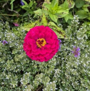 Meet your Posher, Auggie